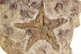 Ordovician Starfish Fossil With Edrioasteroids - Morocco #200187-1